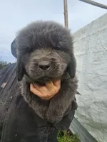 Grey, a female Newfoundland for sale in Sweet Home, OR – Photo 1 of 8