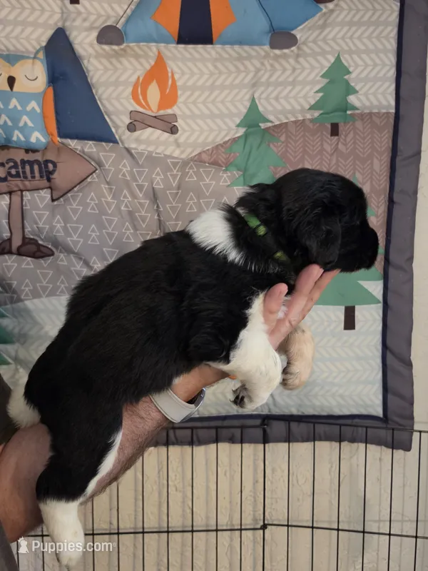 Green Collar – Newfoundland puppy for sale in Sweet Home, OR