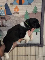 Green Collar, a female Newfoundland for sale in Sweet Home, OR – 1 of 3