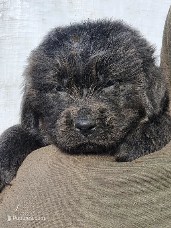 Blue collar – Newfoundland puppy for sale in Sweet Home, OR