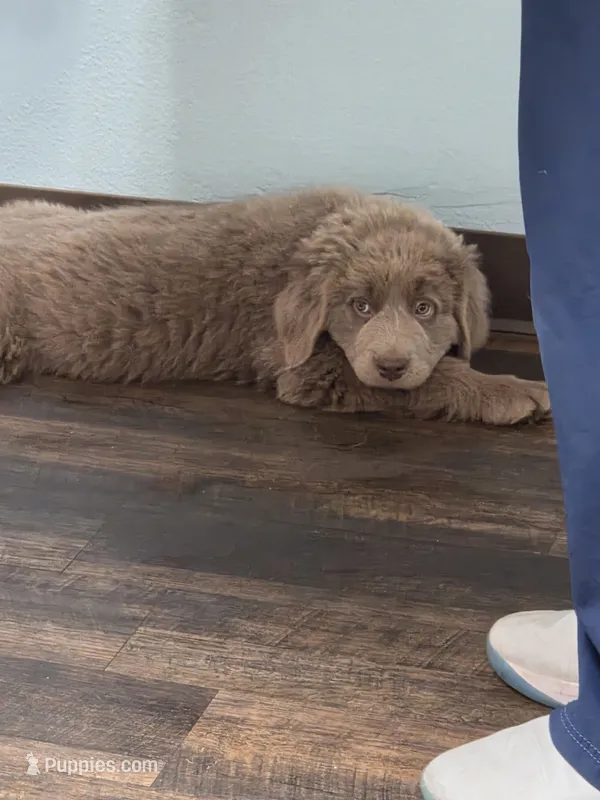 Bear – Newfoundland puppy for sale in Sweet Home, OR