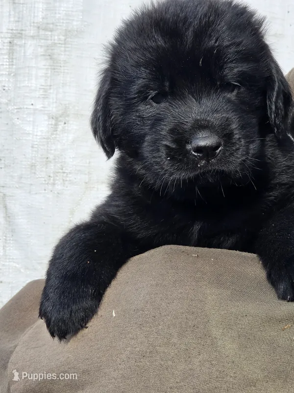 Orange collar – Newfoundland puppy for sale in Sweet Home, OR