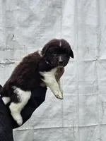 Cinder litter 4, a female Newfoundland for sale in Sweet Home, OR – Photo 1 of 5