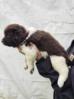 Cinder litter 4, a female Newfoundland for sale in Sweet Home, OR – Photo 3 of 5