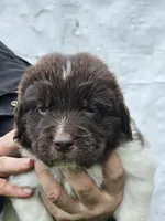 Cinder litter 4, a female Newfoundland for sale in Sweet Home, OR – Photo 2 of 5