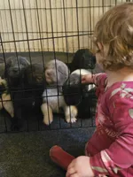 Cinder, a female Newfoundland for sale in Sweet Home, OR – Photo 1 of 3