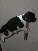 Puppy number 8, a female Newfoundland for sale in Sweet Home, OR – Photo 2 of 5