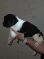 Puppy number 8, a female Newfoundland for sale in Sweet Home, OR – Photo 3 of 5