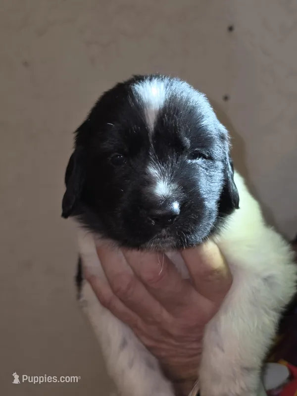 Puppy number 8 – Newfoundland puppy for sale in Sweet Home, OR