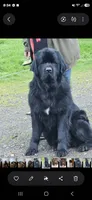 Blue collar, a female Newfoundland for sale in Sweet Home, OR – 5 of 7