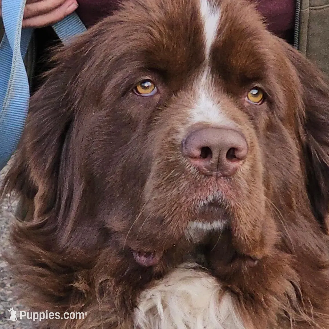 Puppy number 2, a male Newfoundland for sale in Sweet Home, OR – Photo 4 of 7
