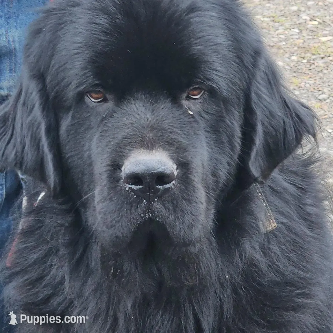 Puppy number 2, a male Newfoundland for sale in Sweet Home, OR – Photo 7 of 7