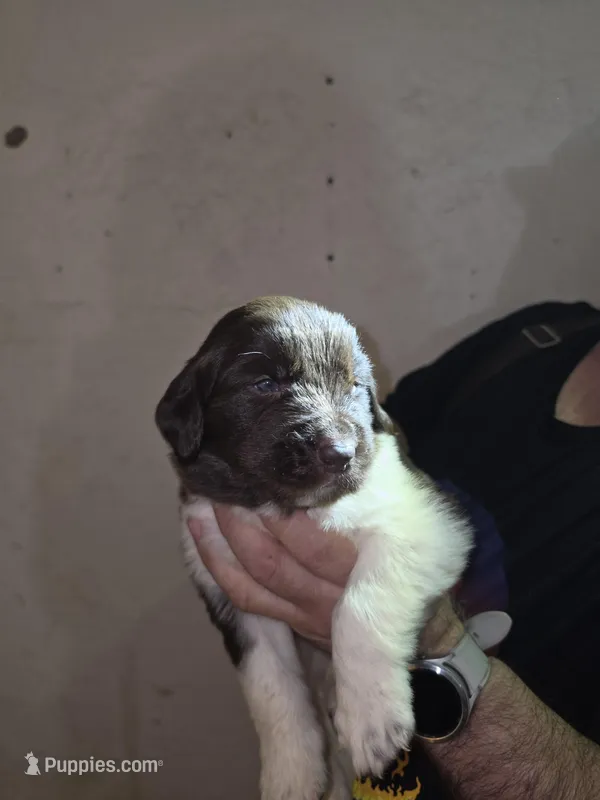 Puppy number 2 – Newfoundland puppy for sale in Sweet Home, OR