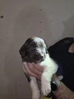 Puppy number 2, a male Newfoundland for sale in Sweet Home, OR – Photo 1 of 7