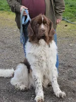 Puppy number 2, a male Newfoundland for sale in Sweet Home, OR – Photo 5 of 7