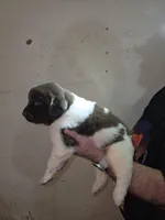 Puppy number 2, a male Newfoundland for sale in Sweet Home, OR – Photo 3 of 7