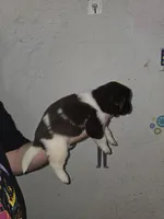 Puppy number 2, a male Newfoundland for sale in Sweet Home, OR – Photo 2 of 7