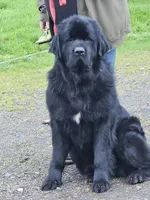 Puppy number 2, a male Newfoundland for sale in Sweet Home, OR – Photo 6 of 7