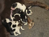 processed/8faf8818-f0b3-4336-8f49-232bf1552b8d/listing/9e40c7c7-3bd8-4943-868c-1d13833d2d31/ef414b10-c9d5-4738-abc5-6c2380d4b02e