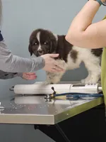 nova Puppy 4, a female Newfoundland for sale in Sweet Home, OR – Photo 5 of 10