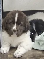 nova Puppy 4, a female Newfoundland for sale in Sweet Home, OR – Photo 3 of 10