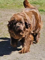 nova Puppy 4, a female Newfoundland for sale in Sweet Home, OR – Photo 7 of 10
