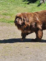 nova Puppy 4, a female Newfoundland for sale in Sweet Home, OR – Photo 8 of 10