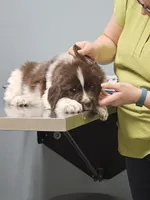 nova Puppy 4, a female Newfoundland for sale in Sweet Home, OR – Photo 4 of 10