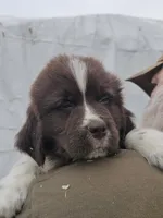 nova Puppy 4, a female Newfoundland for sale in Sweet Home, OR – Photo 2 of 10