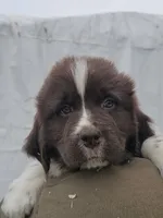 nova Puppy 4, a female Newfoundland for sale in Sweet Home, OR – Photo 1 of 10