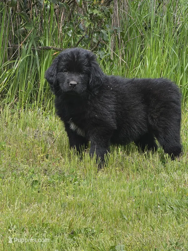 Grey collar – Newfoundland puppy for sale in Sweet Home, OR