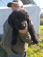 Grey collar, a female Newfoundland for sale in Sweet Home, OR – Photo 2 of 8