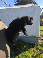 Grey collar, a female Newfoundland for sale in Sweet Home, OR – Photo 3 of 8