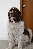 Grey collar, a female Newfoundland for sale in Sweet Home, OR – Photo 6 of 8