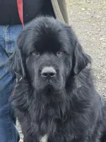 Grey collar, a female Newfoundland for sale in Sweet Home, OR – Photo 8 of 8