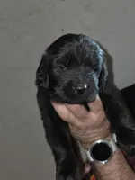Grey collar, a female Newfoundland for sale in Sweet Home, OR – Photo 4 of 8