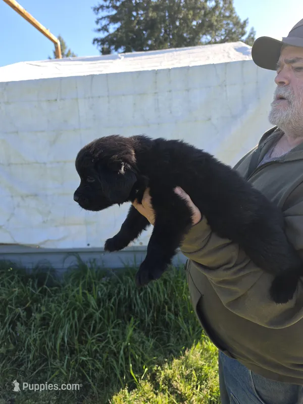 Grey collar, a female Newfoundland for sale in Sweet Home, OR – Photo 1 of 8
