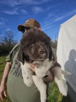 Puppy 6, a female Newfoundland for sale in Sweet Home, OR – Photo 2 of 6