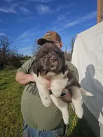 Puppy 6, a female Newfoundland for sale in Sweet Home, OR – Photo 1 of 6