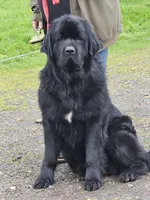 Puppy 6, a female Newfoundland for sale in Sweet Home, OR – Photo 5 of 6
