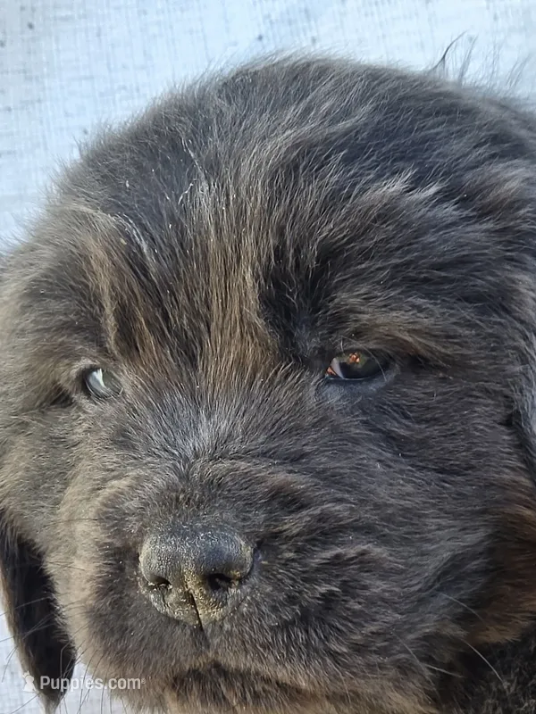 Black collar – Newfoundland puppy for sale in Sweet Home, OR