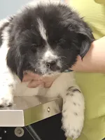 NovaPuppy 2, a male Newfoundland for sale in Sweet Home, OR – Photo 3 of 9