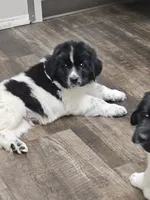 NovaPuppy 2, a male Newfoundland for sale in Sweet Home, OR – Photo 2 of 9