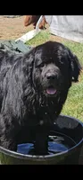 Nova puppy #6, a female Newfoundland for sale in Sweet Home, OR – Photo 5 of 6