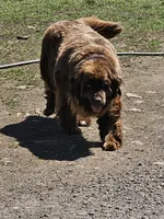 Nova puppy #6, a female Newfoundland for sale in Sweet Home, OR – Photo 6 of 6