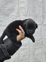 Nova puppy #6, a female Newfoundland for sale in Sweet Home, OR – Photo 2 of 6