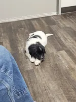 nova Puppy 1, a male Newfoundland for sale in Sweet Home, OR – Photo 5 of 10