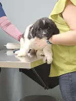nova Puppy 1, a male Newfoundland for sale in Sweet Home, OR – Photo 1 of 10