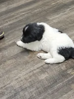 nova Puppy 1, a male Newfoundland for sale in Sweet Home, OR – Photo 4 of 10