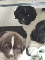 nova Puppy 1, a male Newfoundland for sale in Sweet Home, OR – Photo 2 of 10